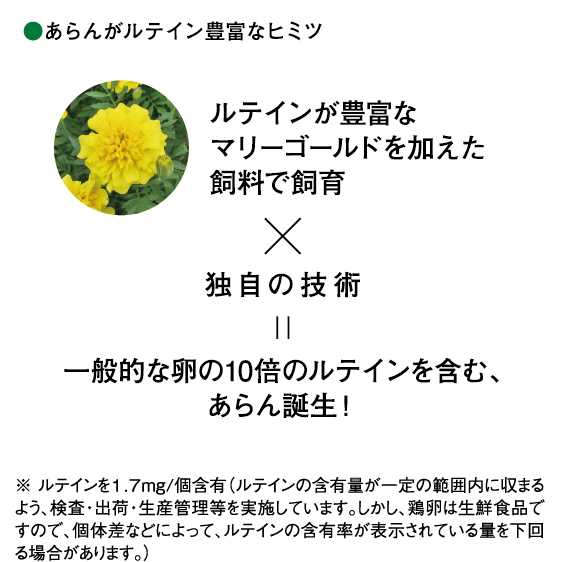 あらんがルテイン豊富なヒミツ ルテインが豊富なマリーゴールドを加えた飼料で飼育×独自の技術=一般的な卵の10倍のルテインを含む、あらん誕生! ※ ルテインを1.7mg/個含有(ルテインの含有量が一定の範囲内に収まるよう、検査・出荷・生産管理等を実施しています。しかし、鶏卵は生鮮食品ですので、個体差などによって、ルテインの含有率が表示されている量を下回る場合があります。)